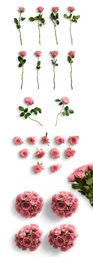 各种玫瑰花图片 各种玫瑰花图片