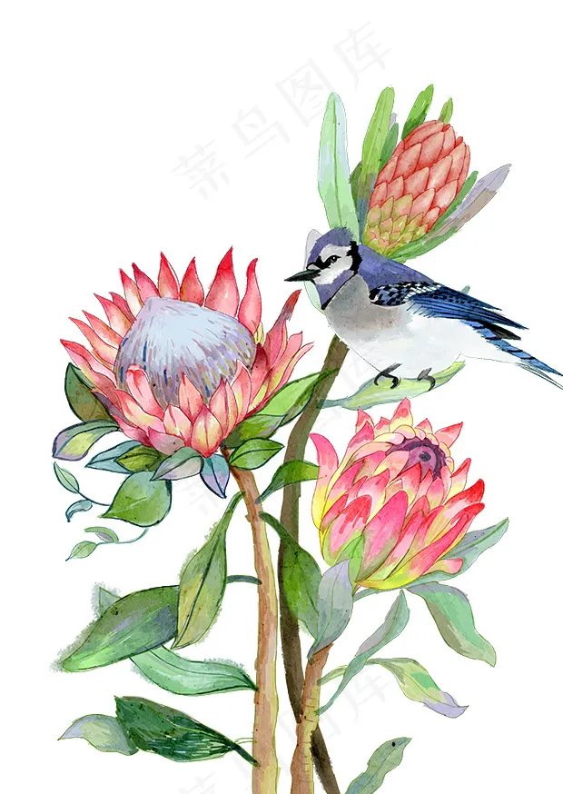 鲜花和鸟插画psd模版下载