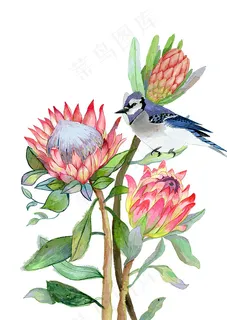鲜花和鸟插画