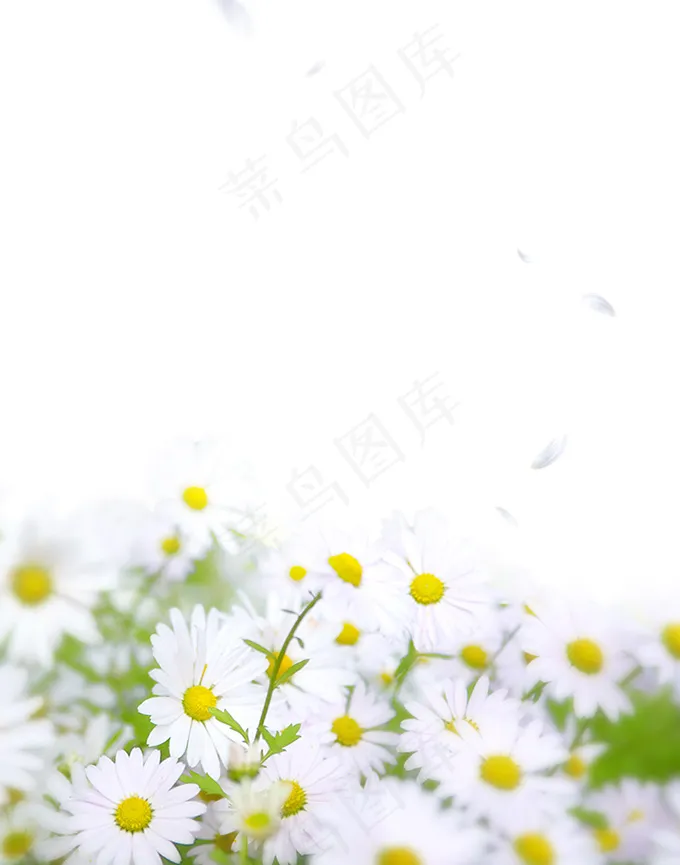 小白菊 菊花底图psd模版下载