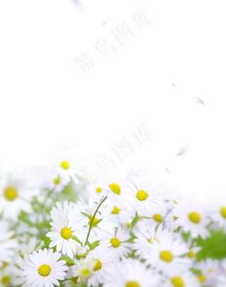 小白菊 菊花底图