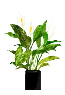 绿植鲜花盆栽 绿植鲜花盆栽