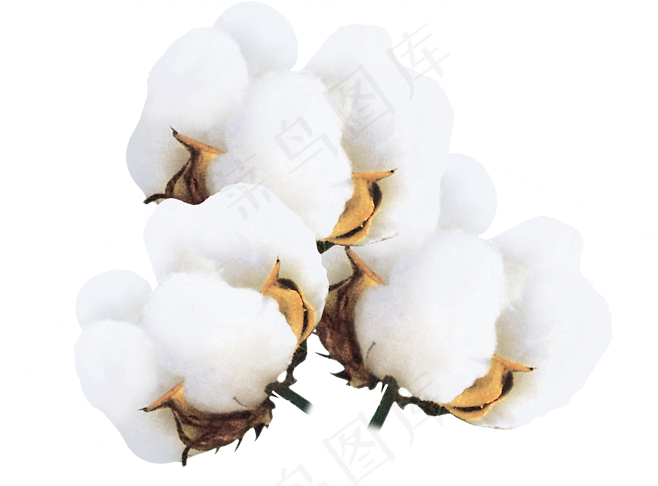 棉花|纯棉|棉花素材|棉|纯棉面料