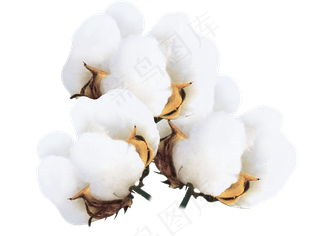 棉花|纯棉|棉花素材|棉|纯棉面料