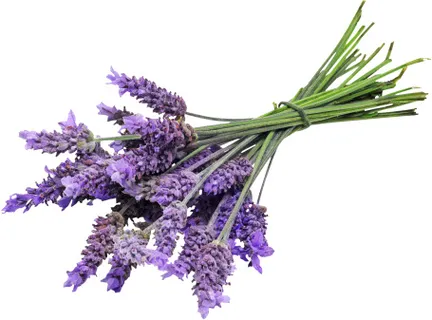 薰衣草 一把薰衣草 薰衣草 一把薰衣草