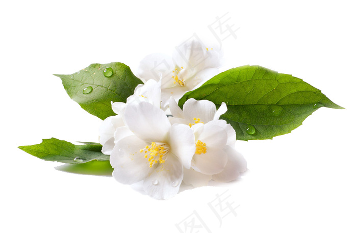 鲜花绿叶图片psd模版下载