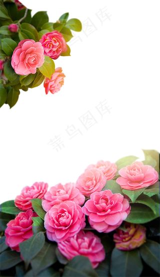 月季花 鲜花底图 鲜花边框