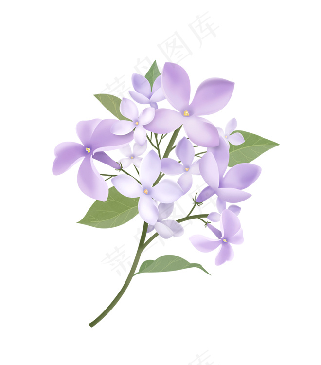 丁香花 紫色鲜花