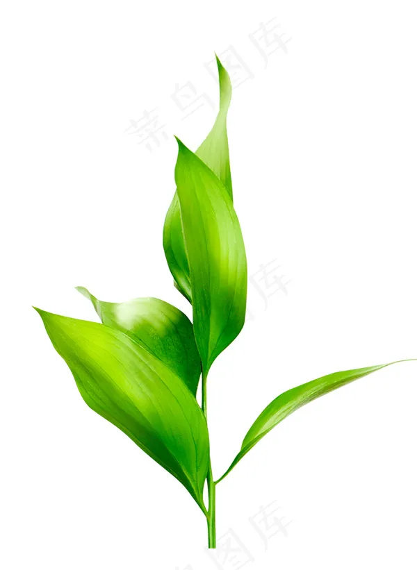 绿叶 树叶psd模版下载