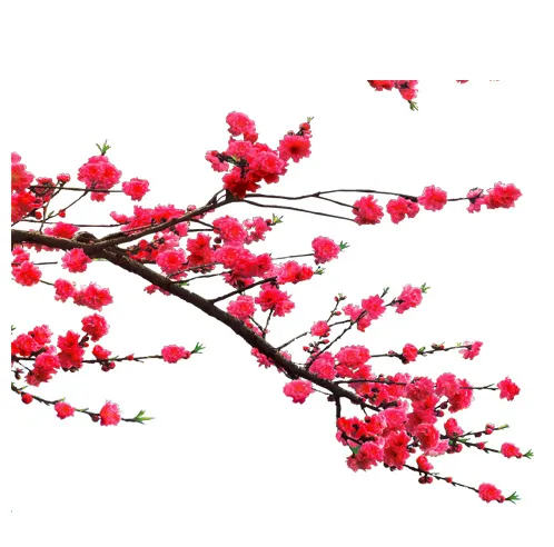 梅花 梅花枝条psd模版下载