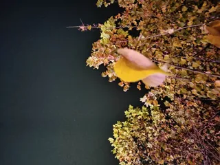 随手拍秋 一片叶子一句话，就是一整个年华