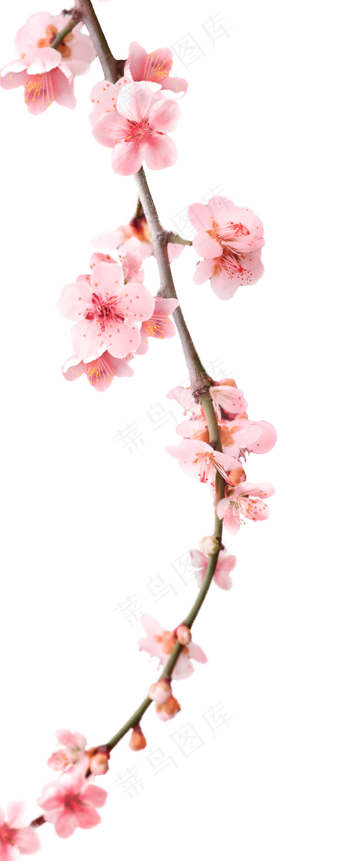 樱花 樱花枝条psd模版下载
