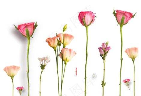 玫瑰花 粉玫瑰 红玫瑰 玫瑰花 粉玫瑰 红玫瑰