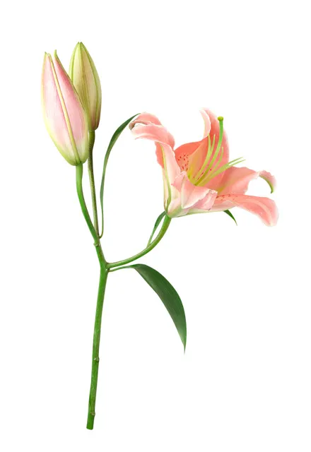 百合 粉色鲜花psd模版下载