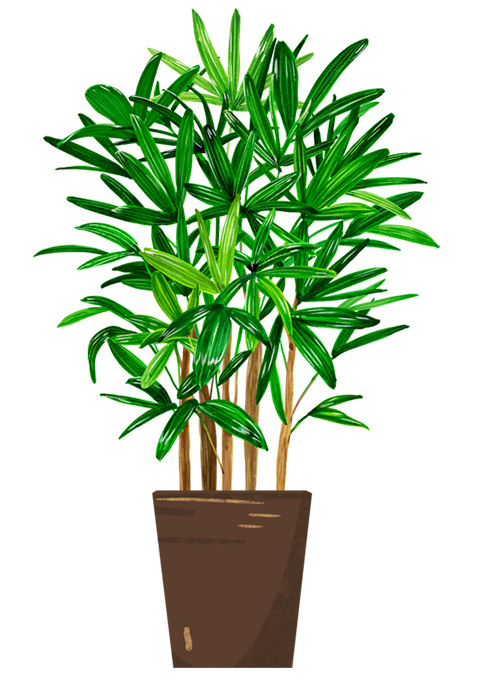 绿植盆栽 盆栽