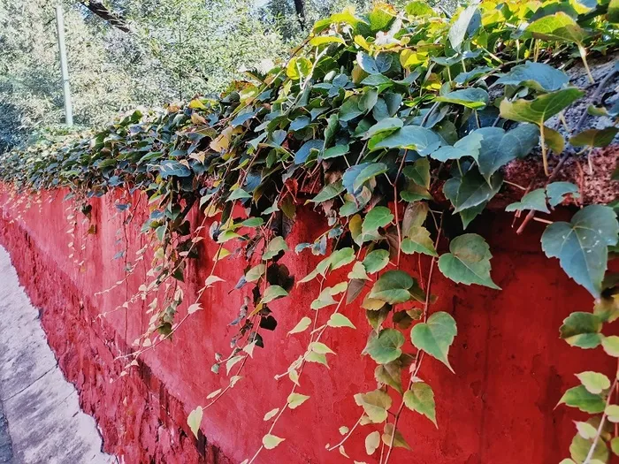 摄影素材寺院围墙