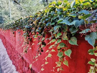 摄影素材寺院围墙