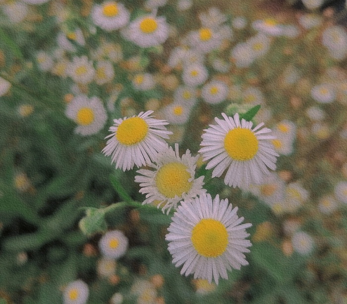 希望之花小雏菊