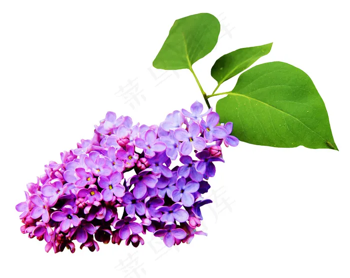 紫色鲜花图片psd模版下载