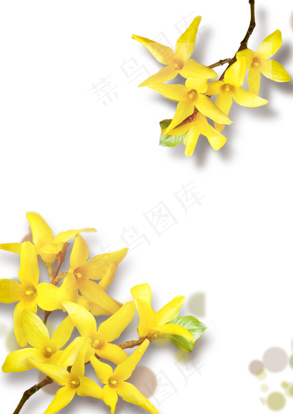 黄色鲜花 丁香花psd模版下载