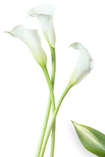 鲜花 白色鲜花 鲜花 白色鲜花