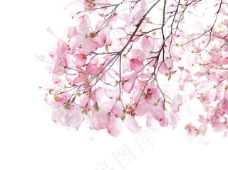 樱花 樱花枝条