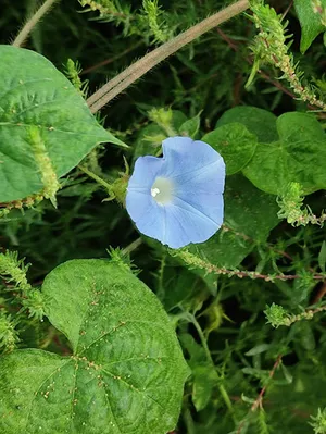 牵牛花