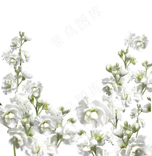 白色鲜花图片