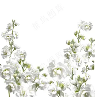 白色鲜花图片