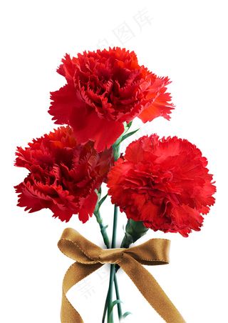 红色康乃馨 康乃馨