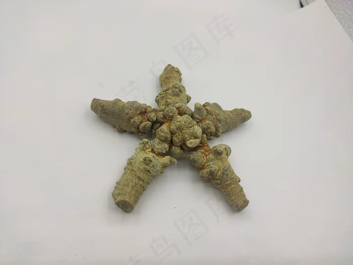 三七