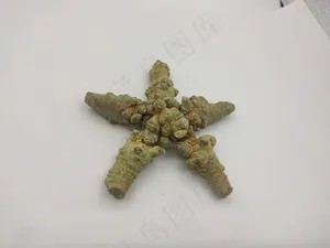 三七