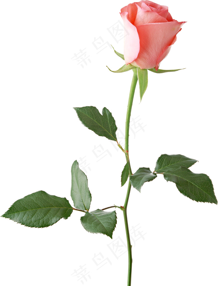 玫瑰花 玫瑰 粉玫瑰