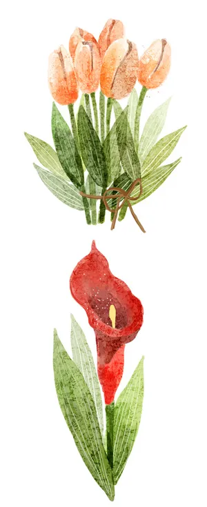 郁金香 手绘鲜花