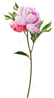 玫瑰花 粉玫瑰 红玫瑰