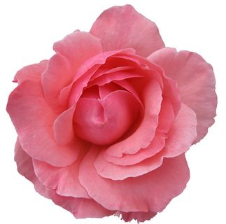 蔷薇花 蔷薇 蔷薇花 蔷薇