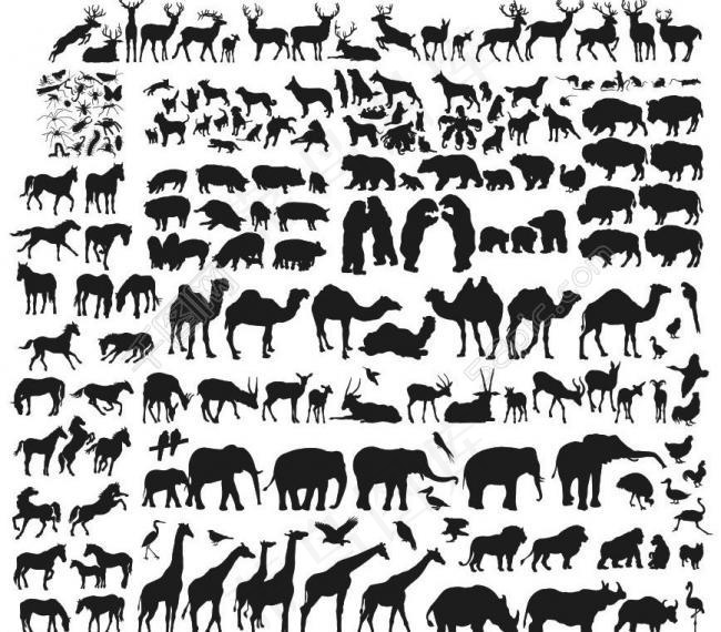 动物昆虫剪影图片