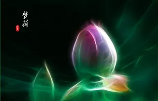 绿色荷花 墙纸图片