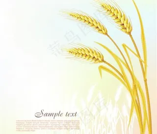 金黄色麦穗