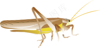 卡通手绘蚂蚱动物图片png素材