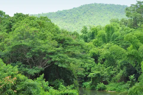 绿色的森林景观的山 绿色的森林景观的山