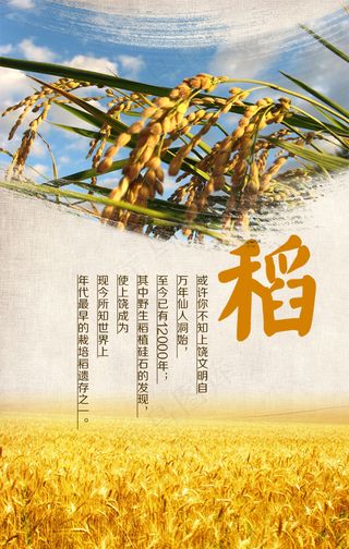 水稻宣传海报