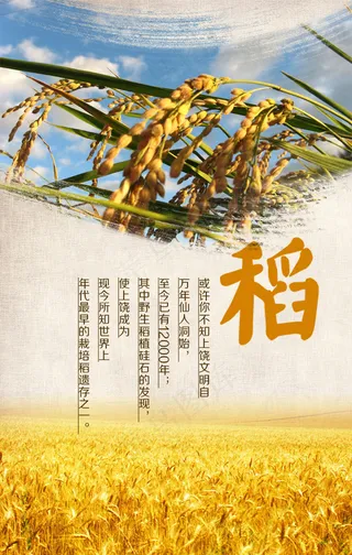 水稻宣传海报