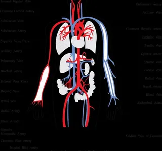 人体器官透视图 器官图片