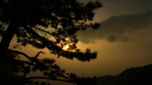 森林松树