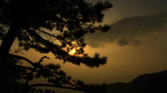 森林松树 森林松树