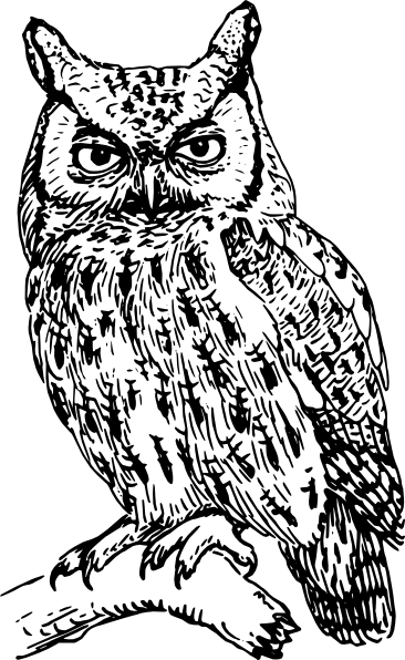 猫头鹰的剪辑艺术