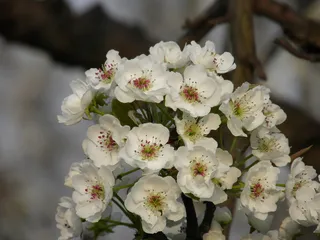 春天 梨花 花朵写真 高清