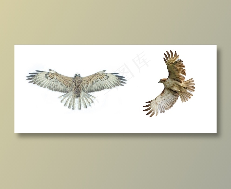 老鹰 免抠素材PSD分层