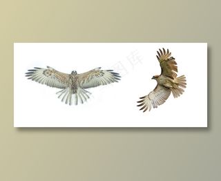 老鹰 免抠素材PSD分层